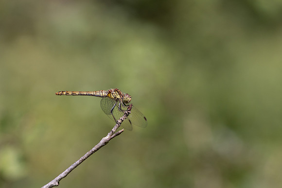 Common Darter, Female, Lower Woods, July 2026