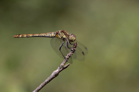 Common Darter, Female, Lower Woods, July 2026