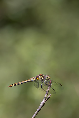 Common Darter, Female, Lower Woods, July 2026