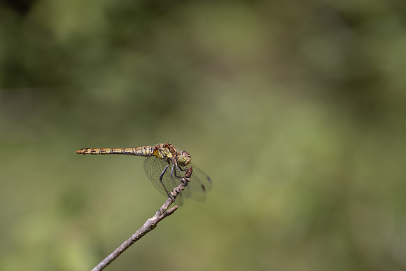 Common Darter, Female, Lower Woods, July 2026