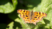 Comma, Shapwick August 2014