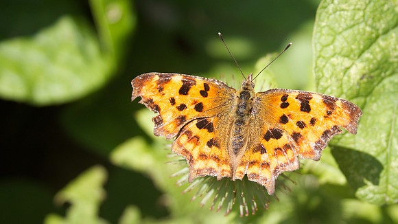Comma, Shapwick August 2014