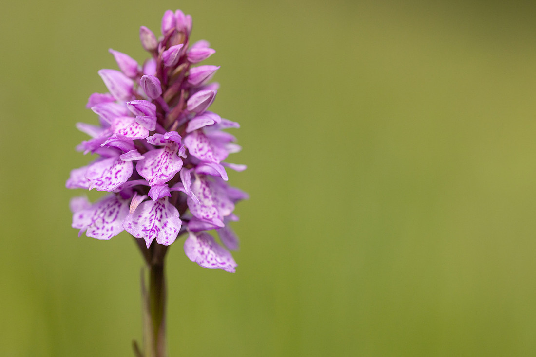 Heath Spotted-orchid, Vicarge Farm, June 2024