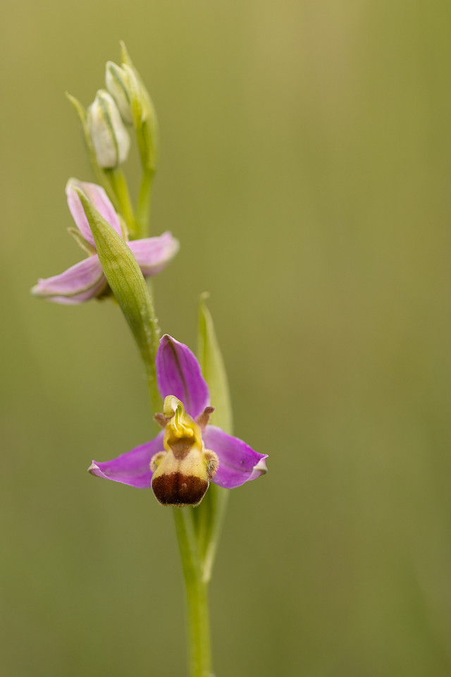 Bicolured Bee Orchid, Minchinhampton Common, June 2024