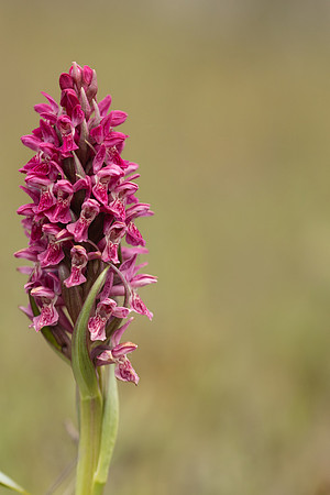 Early Marsh-orchid, Kenfig, June 2024