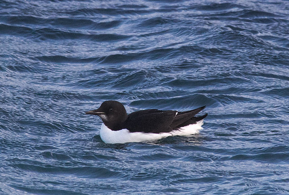 Brunnichs Guillemot, Portland Harbour December 2013.