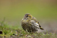Siskin, Scotland, February, 2023