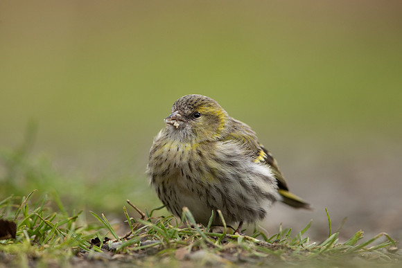 Siskin, Scotland, February, 2023