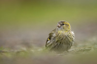 Siskin, Scotland, February, 2023