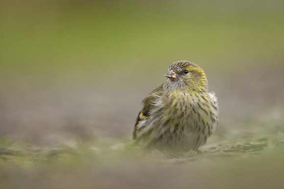 Siskin, Scotland, February, 2023