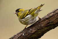 Siskin, Scotland, February, 2023