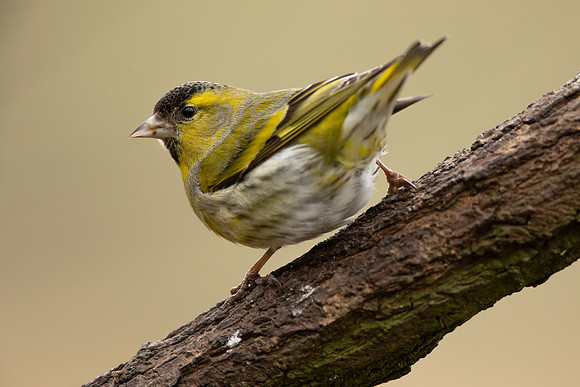 Siskin, Scotland, February, 2023