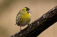 Siskin, Scotland, February, 2023