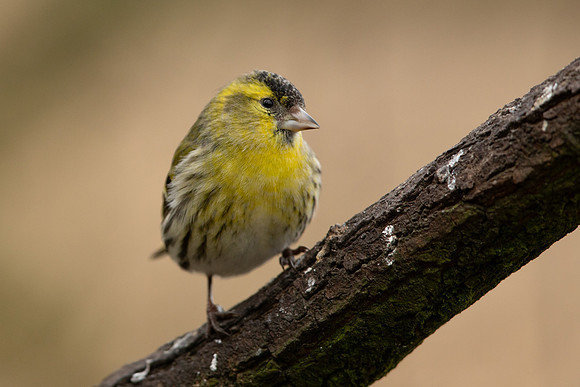 Siskin, Scotland, February, 2023