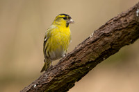 Siskin, Scotland, February, 2023