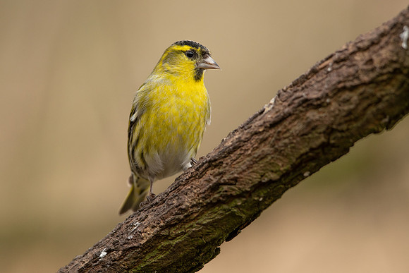 Siskin, Scotland, February, 2023