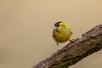Siskin, Scotland, February, 2023