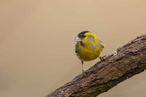 Siskin, Scotland, February, 2023