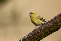 Siskin, Scotland, February, 2023