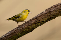 Siskin, Scotland, February, 2023