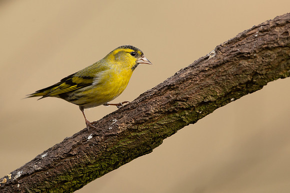 Siskin, Scotland, February, 2023