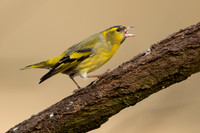 Siskin, Scotland, February, 2023