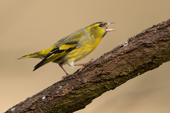 Siskin, Scotland, February, 2023