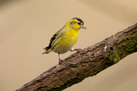 Siskin, Scotland, February, 2023