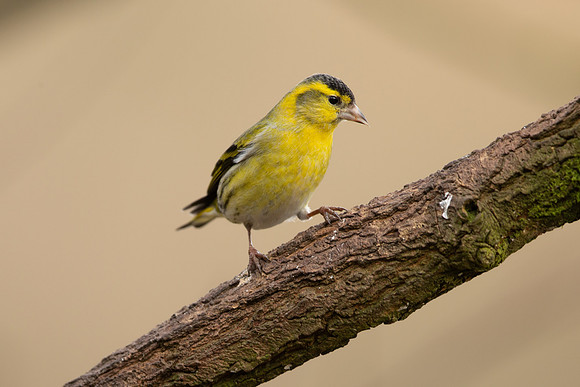 Siskin, Scotland, February, 2023
