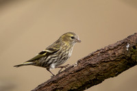 Siskin, Scotland, February, 2023