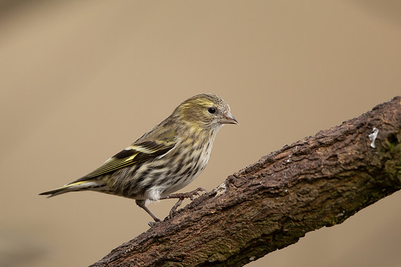 Siskin, Scotland, February, 2023
