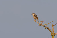 Long-tailed Shrike, Eastleach Martin, Gloucestershire, July 2026