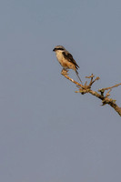 Long-tailed Shrike, Eastleach Martin, Gloucestershire, July 2026
