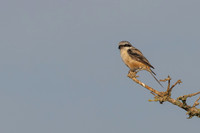 Long-tailed Shrike, Eastleach Martin, Gloucestershire, July 2026