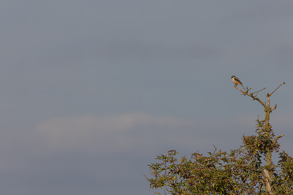 Long-tailed Shrike, Eastleach Martin, Gloucestershire, July 2026