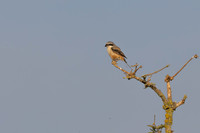 Long-tailed Shrike, Eastleach Martin, Gloucestershire, July 2026