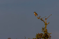 Long-tailed Shrike, Eastleach Martin, Gloucestershire, July 2026