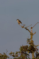 Long-tailed Shrike, Eastleach Martin, Gloucestershire, July 2026