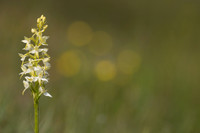 Lesser Butterfly-orchid, Morgans Hill, June 2024