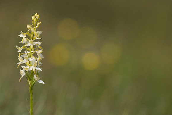 Lesser Butterfly-orchid, Morgans Hill, June 2024