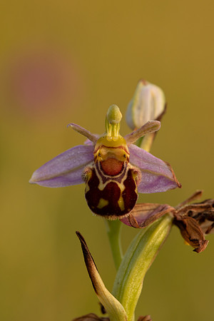 Bee Orchid, Oldbury, June 2022