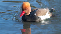 Red-Crested Pochard (male), January 2015