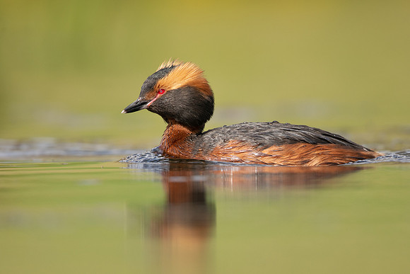 Slavonian Grebe, Iceland, May 2022