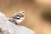 Snow Bunting, Cairngorms, February  2024.