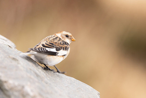 Snow Bunting, Cairngorms, February  2024.