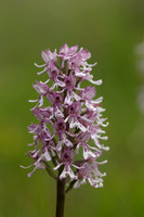 Lady x Monkey Orchid, Hartslock, June 2025