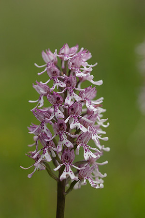 Lady x Monkey Orchid, Hartslock, June 2025