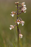 Marsh Helleborine, Kenfig, June 2024