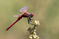 Scarlet Darter, Fethiye, Turkey, July 2026