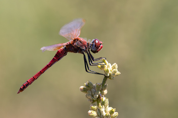 Scarlet Darter, Fethiye, Turkey, July 2026
